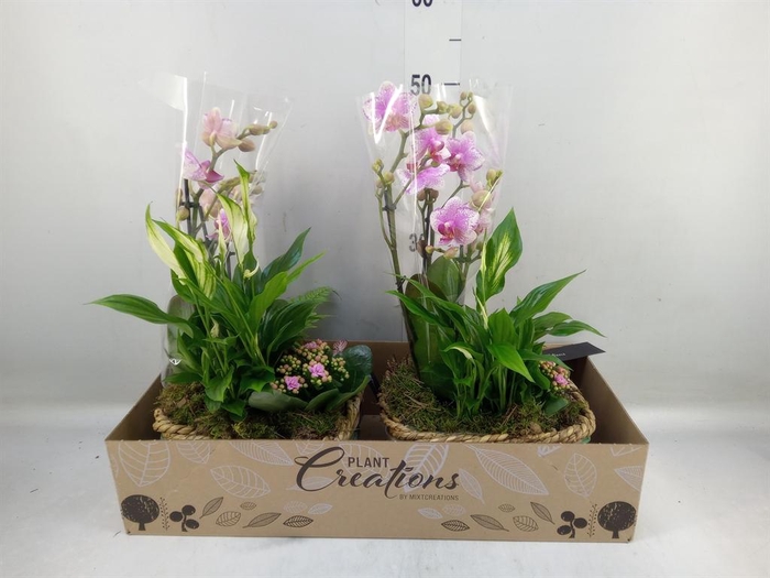 <h4>Arr. Phalaenopsis H%</h4>