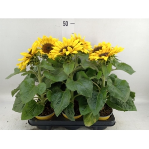 Helianthus an. 'Sunsation Flame'