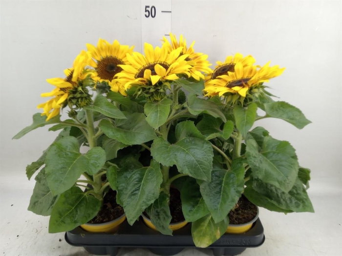<h4>Helianthus an. 'Sunsation Flame'</h4>