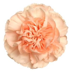 Di St Novia Peach 75cm CO