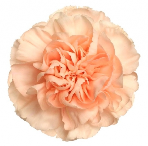 <h4>Di St Novia Peach 75cm CO</h4>