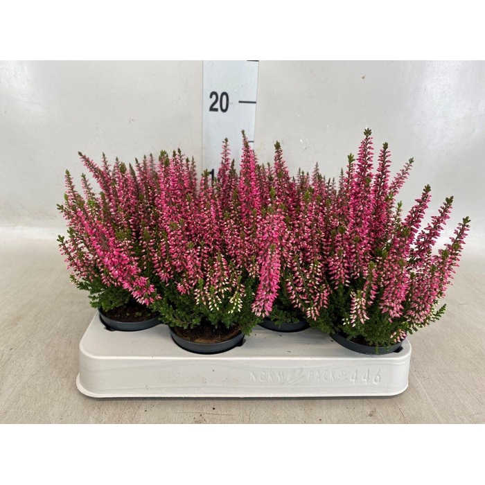 <h4>Calluna vulg. 'Beauty L Sanne'</h4>