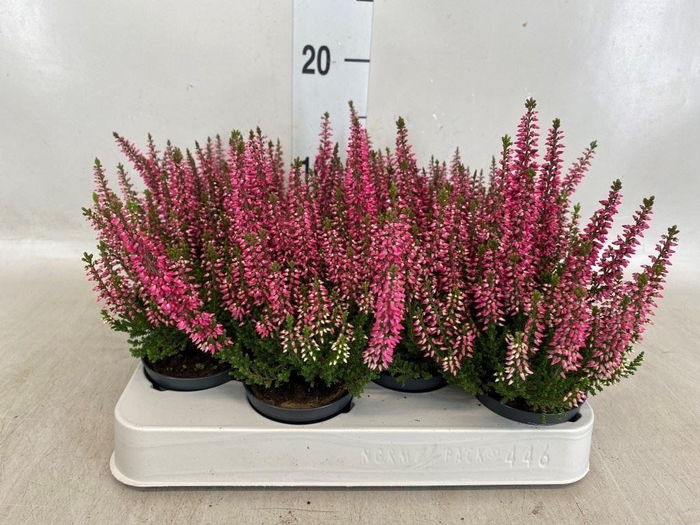 Calluna vulg. 'Beauty L Sanne'