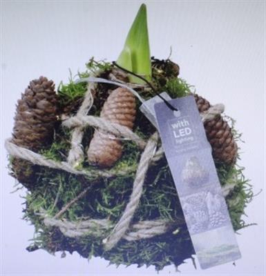 <h4>5876 X6 MOSBOL AMAR</h4>