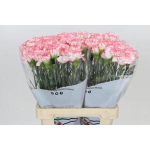 Dianthus St Poirot Bianco