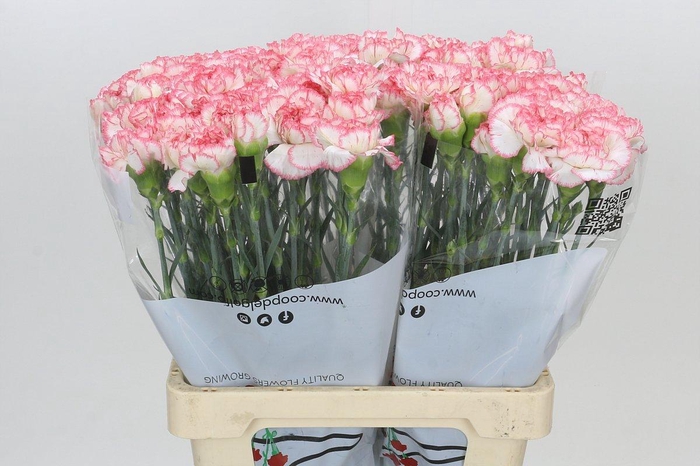 <h4>Dianthus St Poirot Bianco</h4>