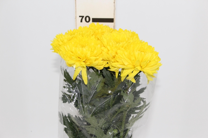 <h4>ANASTASIA FIEBRE 070 CM</h4>