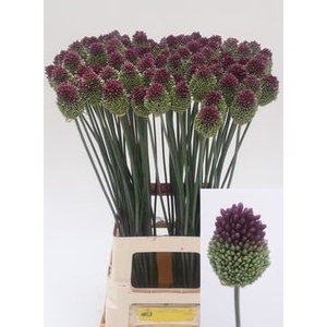 ALLIUM SPHAEROCEPHAL