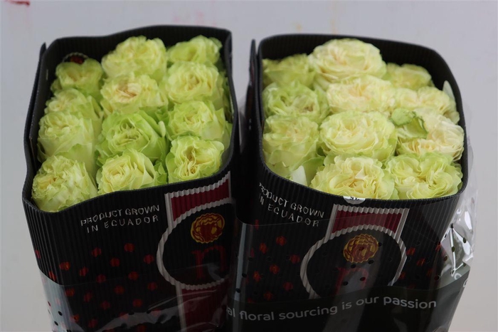 <h4>R Gr Dynamic</h4>