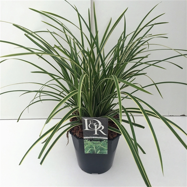 <h4>Graminées Carex 'Ice Dance'</h4>