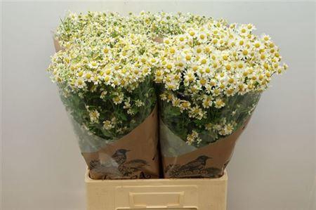 <h4>Tana Pa Cameron</h4>