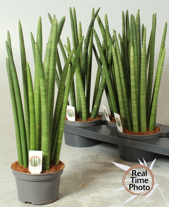 <h4>SANSEV CYLINDRICA OV</h4>