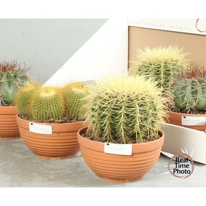 CACTUS OV