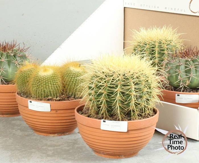 <h4>CACTUS OV</h4>