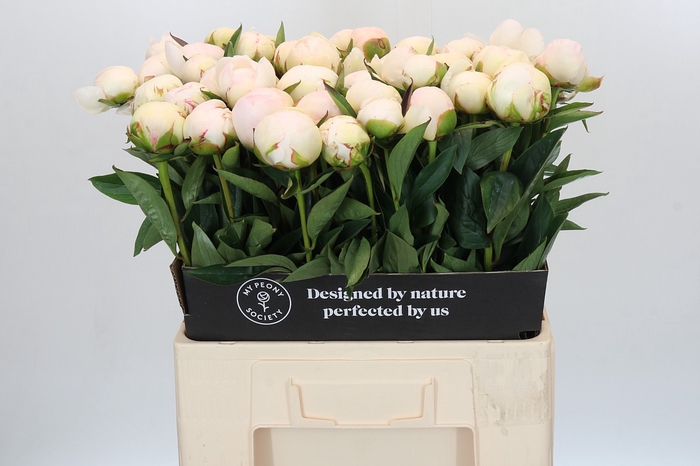 <h4>Paeonia Mistress</h4>