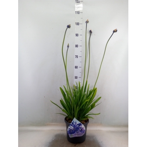 Agapanthus afric.