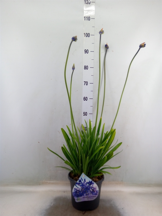 <h4>Agapanthus afric.</h4>