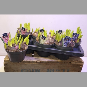 Hyacin Mult Gem 3 Kl