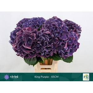 HYDR M ROYAL KING