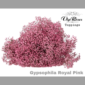 GYPS PA ROYAL PINK