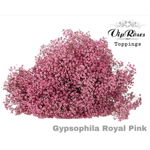 GYPS PA ROYAL PINK