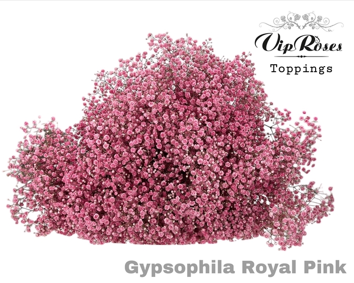 <h4>Gyps Pa Royal Pink</h4>