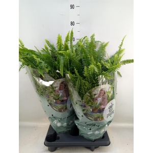 Nephrolepis exal. 'Green Lady'