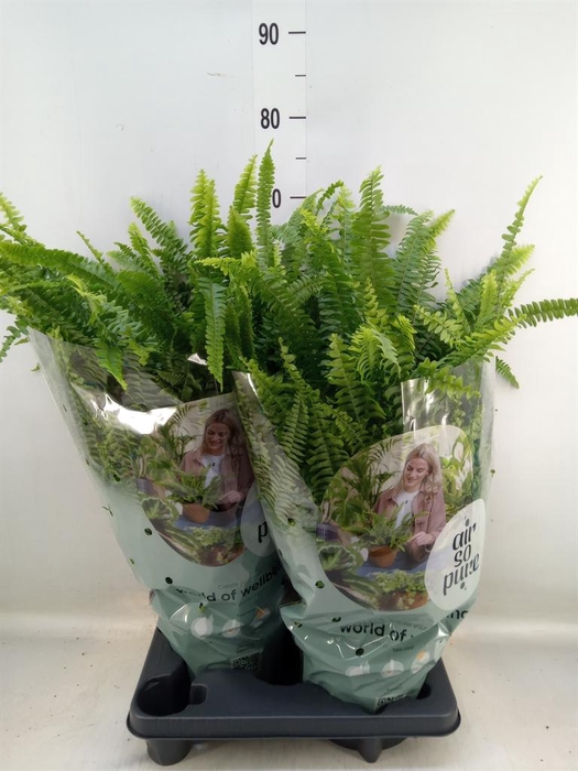 <h4>Nephrolepis exal. 'Green Lady'</h4>