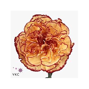 Dianthus st viana