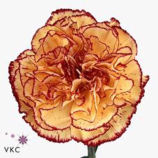 <h4>Dianthus st viana</h4>
