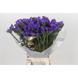 Limonium Sinuatum Levis Wings