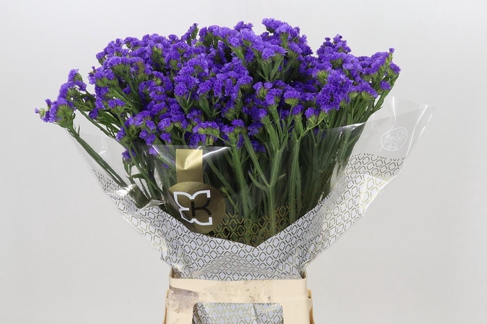 <h4>Limonium Sinuatum Levis Wings</h4>
