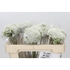 Ozothamnus Booming White