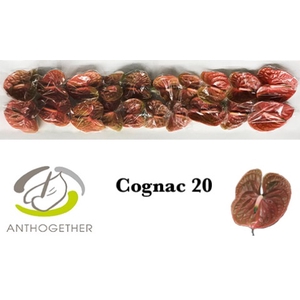 Anthurium Cognac