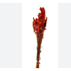 CELOSIA RABO DE GATO LARANJA