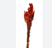 CELOSIA RABO DE GATO LARANJA