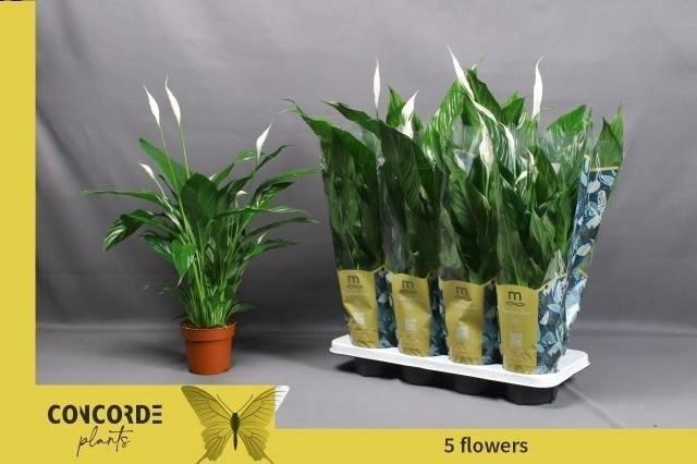 <h4>SPATH SWEET BENITO</h4>