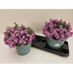 CAMP PORTENSCHLAGIAN