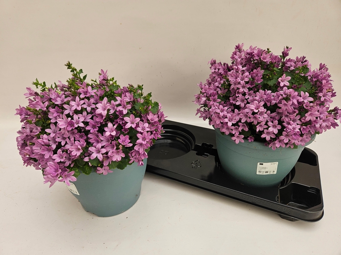 <h4>CAMP PORTENSCHLAGIAN</h4>