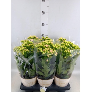 Kalanchoe  'MoreFlow Sunny Pink'