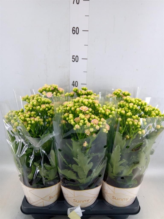 <h4>Kalanchoe  'MoreFlow Sunny Pink'</h4>