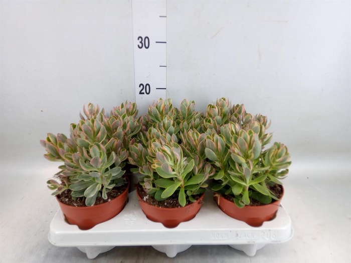 <h4>Crassula   ...</h4>