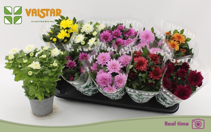 <h4>CHRYS GEM 7 KL</h4>