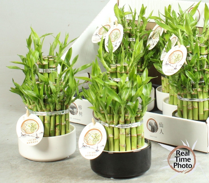 <h4>DRA LUCKY BAMBOO</h4>