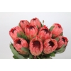 Protea Silvia