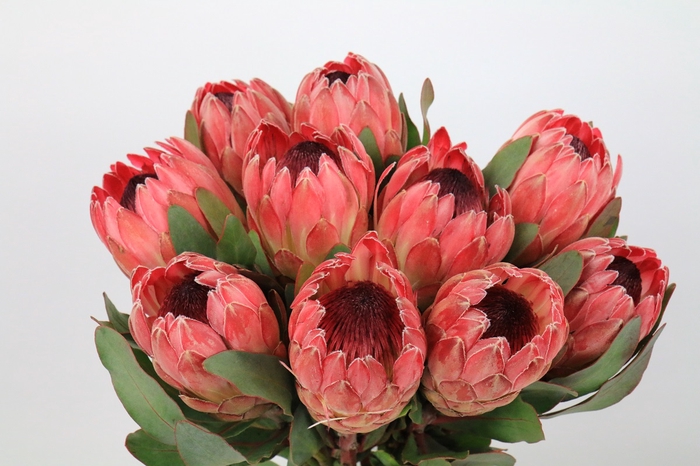 <h4>Protea Silvia</h4>