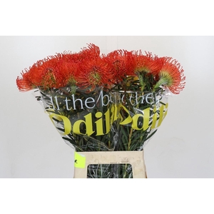 LEUCO NUTANS SUCCESSION