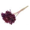 Shola Slice Pine 6cm on stem Multicolour Cerise/Milka