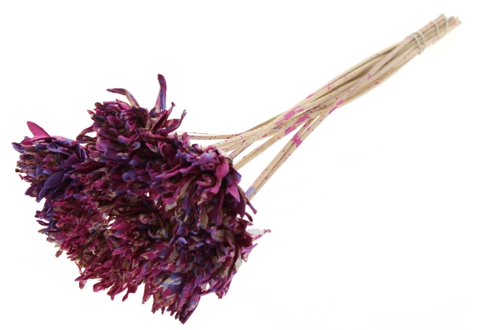 Shola Slice Pine 6cm on stem Multicolour Cerise/Milka