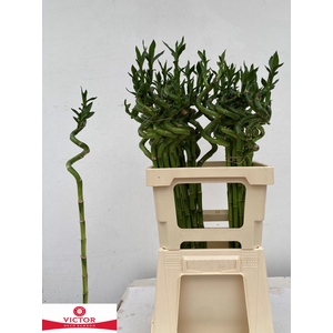 DRAC LUCKY BAMBOO